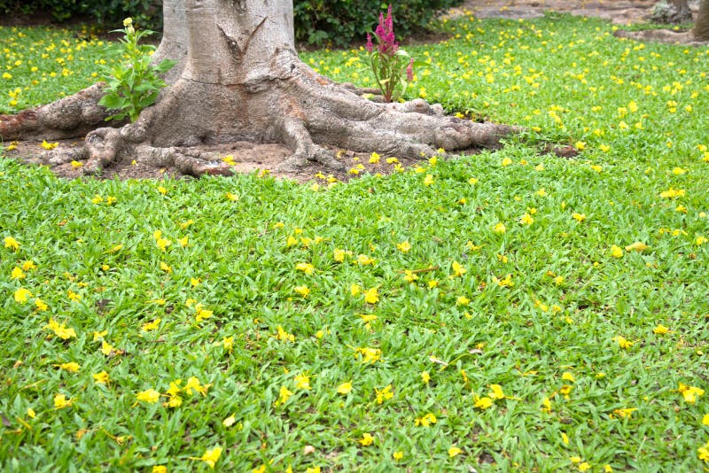 Weinig gele bloem op groene bladerenachtergrond royalty-vrije stock fotografie Weinig gele bloem op groene bladerenachtergrond royalty-vrije stock fotografie