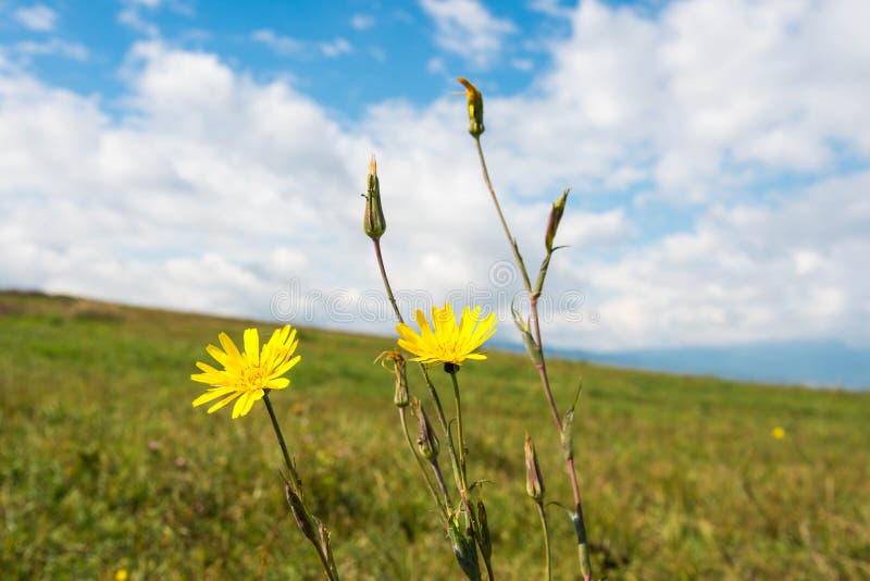Weinig gele cana dichte omhoog geschotene, mooie blauwe hemel van Scorsonera van de de herfstbloem stock afbeelding Weinig gele cana dichte omhoog geschotene, mooie blauwe hemel van Scorsonera van de de herfstbloem stock afbeelding