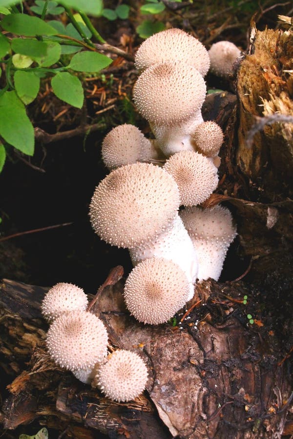 Weinig groeien de ronde witte wilde paddestoelen in het hout royalty-vrije stock afbeelding Weinig groeien de ronde witte wilde paddestoelen in het hout royalty-vrije stock afbeelding
