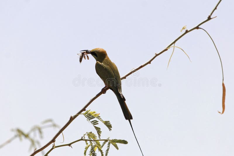 Weinig groene bij-eter Merops-orientalis die een bidsprinkhaan eten stock fotografie Weinig groene bij-eter Merops-orientalis die een bidsprinkhaan eten stock fotografie