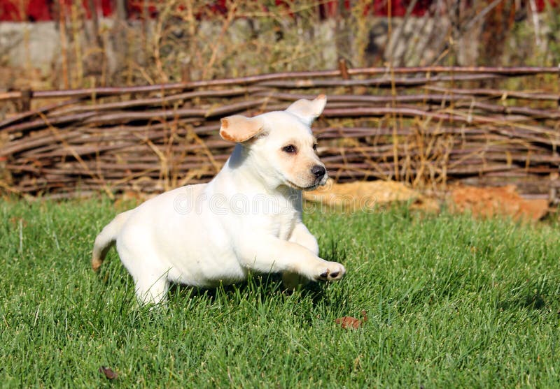 Weinig het aardige gele het puppy van Labrador spelen in groen gras royalty-vrije stock foto's Weinig het aardige gele het puppy van Labrador spelen in groen gras royalty-vrije stock foto's