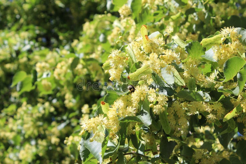 Weinig hommel op lindeboom bloeit, helder zonlicht stock foto Weinig hommel op lindeboom bloeit, helder zonlicht stock foto