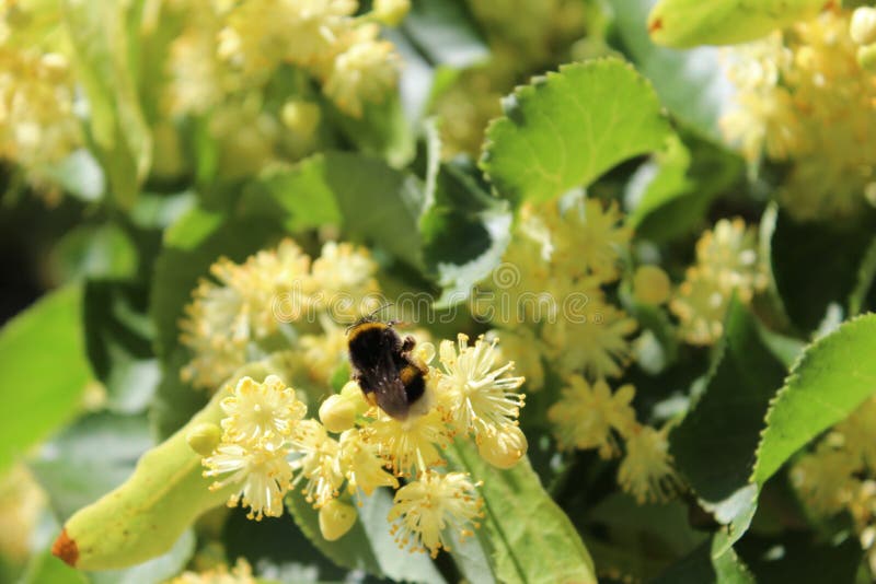 Weinig hommel op lindeboom bloeit, helder zonlicht stock fotografie Weinig hommel op lindeboom bloeit, helder zonlicht stock fotografie