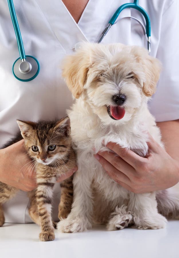 Weinig hond en kat bij veterinair royalty-vrije stock fotografie Weinig hond en kat bij veterinair royalty-vrije stock fotografie
