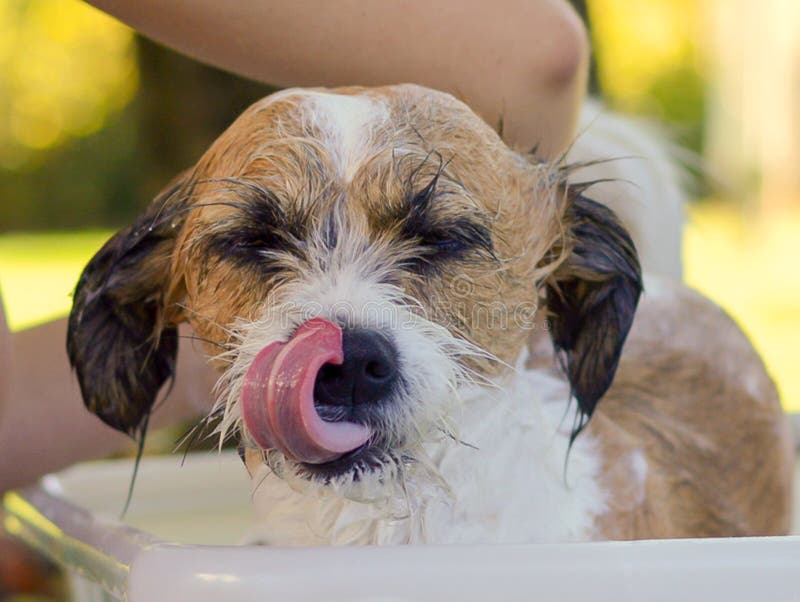 Weinig hond terwijl het baden in een ton royalty-vrije stock foto Weinig hond terwijl het baden in een ton royalty-vrije stock foto