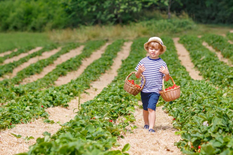 Happy little kid boy picking strawberries and laughing on organic farm in summer, on warm sunny day. Harvest fields in Germany. Healthy food for children. Happy little kid boy picking strawberries and laughing on organic farm in summer, on warm sunny day. Harvest fields in Germany. Healthy food for children.