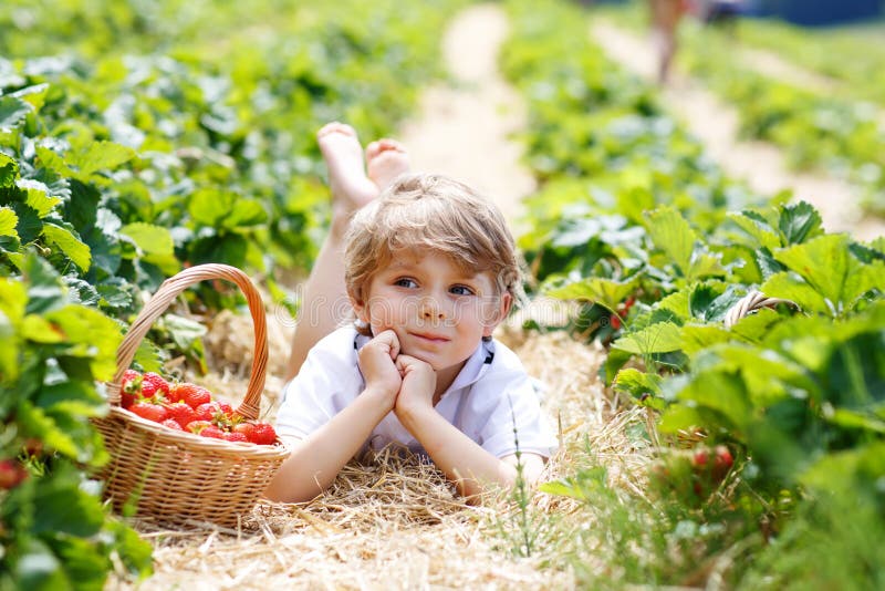 Happy adorable little kid boy picking and eating strawberries on organic berry bio farm in summer, on warm sunny day. Funny child having fun with helping. Strawberry plantation field, ripe red berries. Happy adorable little kid boy picking and eating strawberries on organic berry bio farm in summer, on warm sunny day. Funny child having fun with helping. Strawberry plantation field, ripe red berries