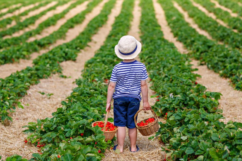 Happy adorable little kid boy picking and eating strawberries on organic berry bio farm in summer, on warm sunny day. Funny child having fun with helping. Strawberry plantation field, ripe red berries. Happy adorable little kid boy picking and eating strawberries on organic berry bio farm in summer, on warm sunny day. Funny child having fun with helping. Strawberry plantation field, ripe red berries