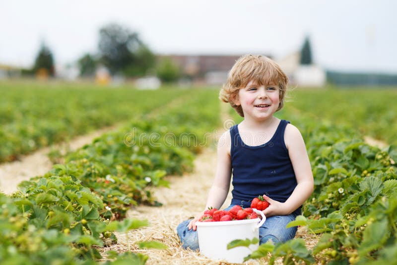 Happy caucasian little boy picking and eating strawberries on berry farm in summer. Happy caucasian little boy picking and eating strawberries on berry farm in summer