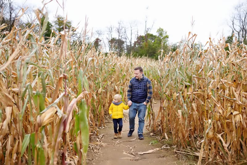 Weinig jongen en zijn vader die pret op pompoenmarkt hebben bij de herfst Familie die onder de droge graanstelen lopen in een gra royalty-vrije stock afbeelding Weinig jongen en zijn vader die pret op pompoenmarkt hebben bij de herfst Familie die onder de droge graanstelen lopen in een gra royalty-vrije stock afbeelding