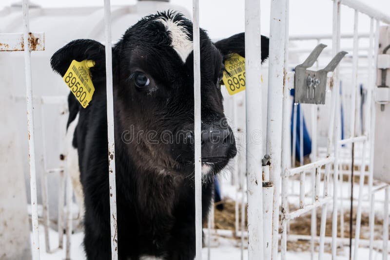 Weinig kalf op een melkveehouderij farming stock foto Weinig kalf op een melkveehouderij farming stock foto