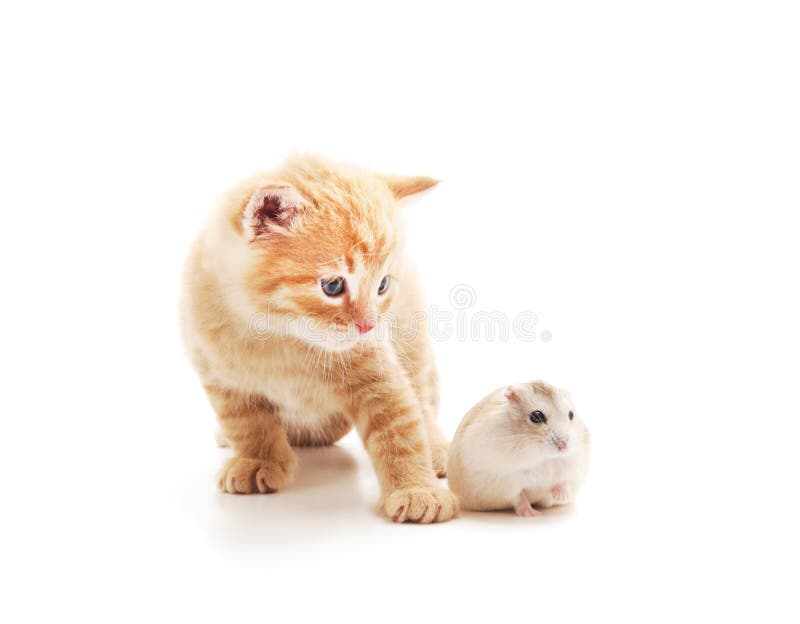 binnenkort moeilijk Achterhouden Weinig kat en hamster stock afbeelding. Image of nieuwsgierig - 153168719