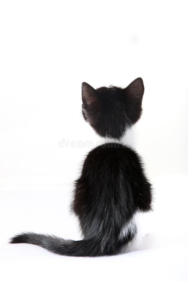 Weinig kat van erachter tegen een witte achtergrond stock foto's Weinig kat van erachter tegen een witte achtergrond stock foto's