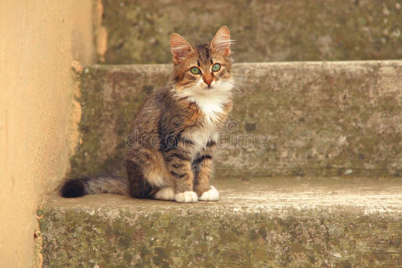 Kleine kitten op betonnen trappen stock afbeeldingen