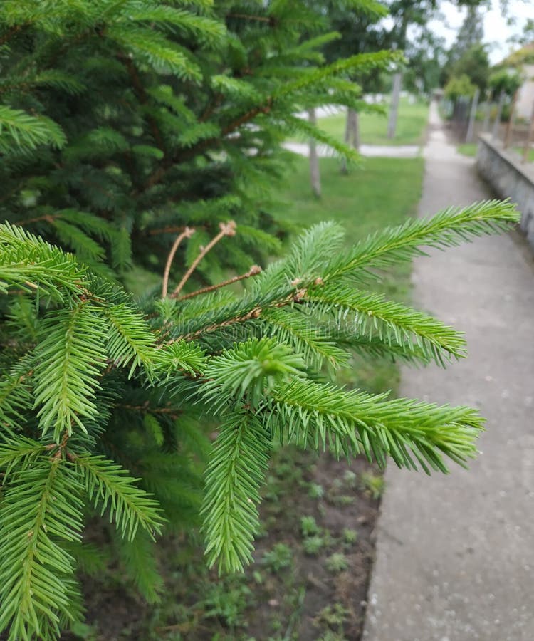 Weinig Kerstboom dichtbij mijn huis Verbazende groene kleuren royalty-vrije stock foto's Weinig Kerstboom dichtbij mijn huis Verbazende groene kleuren royalty-vrije stock foto's