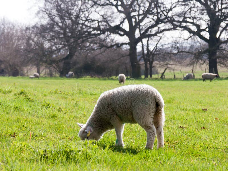 Weinig lam die op het gras weiden royalty-vrije stock afbeeldingen Weinig lam die op het gras weiden royalty-vrije stock afbeeldingen