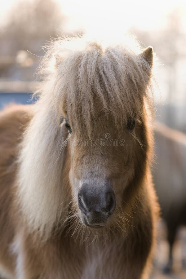 Klein pony stock afbeeldingen
