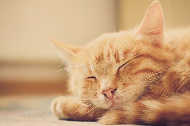 Download Weinig Rode Kitten Sleeping On Bed Stock Foto - Afbeelding bestaande uit bont, kitty: 39108756