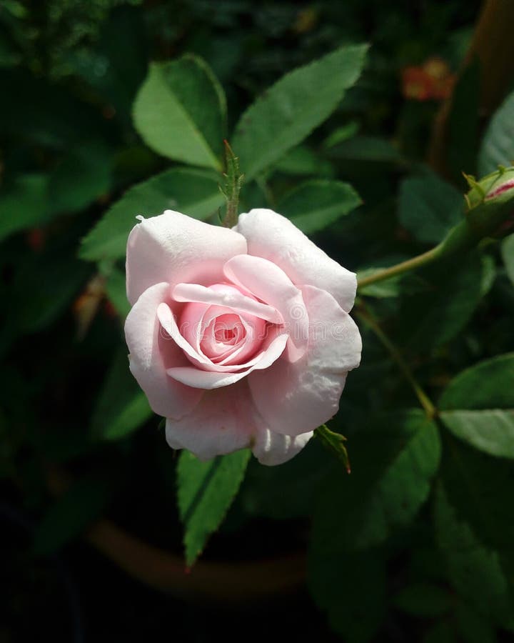 Weinig roze nam toe als een baby royalty-vrije stock foto Weinig roze nam toe als een baby royalty-vrije stock foto