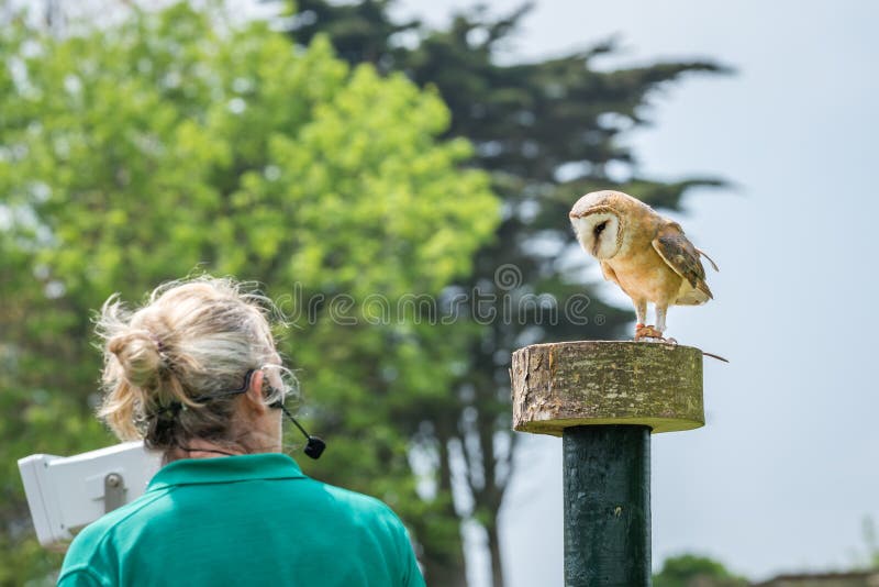 Weinig uil die tijdens roofvogels presteren toont stock afbeeldingen Weinig uil die tijdens roofvogels presteren toont stock afbeeldingen