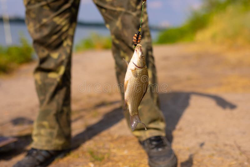 Weinig vis op een haak stock foto Weinig vis op een haak stock foto