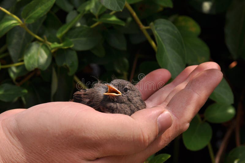 Weinig vogel op palm stock afbeeldingen Weinig vogel op palm stock afbeeldingen