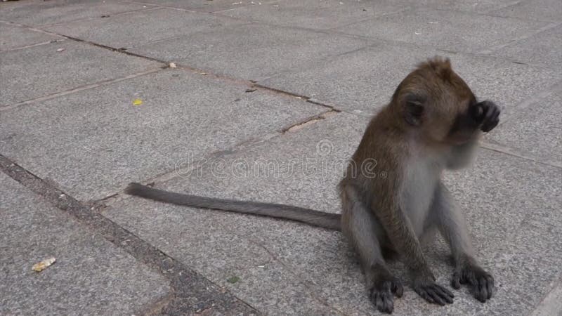 Weinig Zitting van de Babyaap in Tiger Cave Temple in Krabi, Thailand