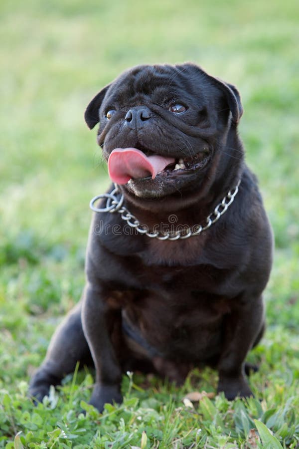 Weinig zwarte hond in het park royalty-vrije stock fotografie Weinig zwarte hond in het park royalty-vrije stock fotografie