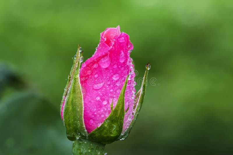 Weinlese-Blume stieg mit Wassertropfen, schließen herauf Detail stockbilder Weinlese-Blume stieg mit Wassertropfen, schließen herauf Detail stockbilder