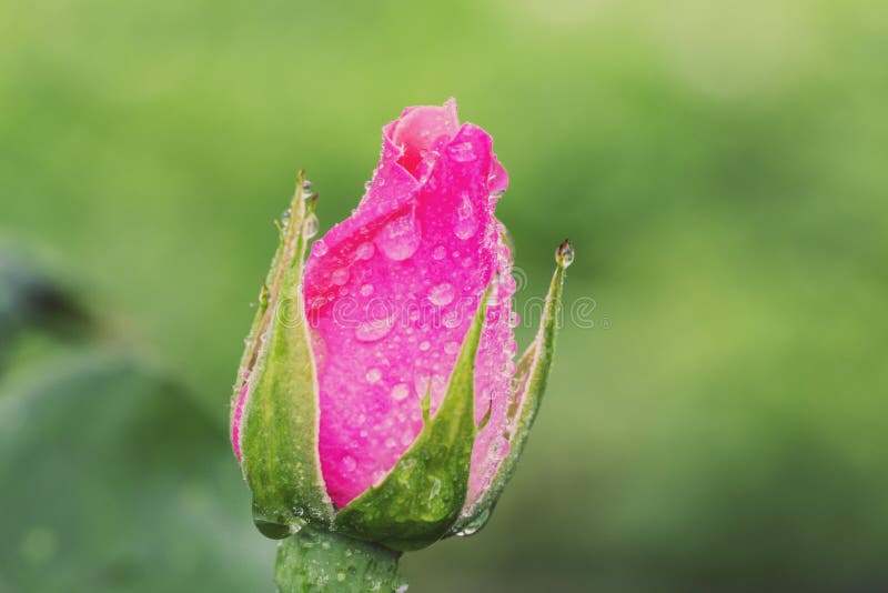 Weinlese-Blume stieg mit Wassertropfen, schließen herauf Detail stockfoto Weinlese-Blume stieg mit Wassertropfen, schließen herauf Detail stockfoto