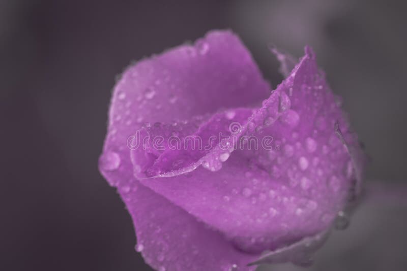 Weinlese-Blume stieg mit Wassertropfen, schließen herauf Detail stockfotos Weinlese-Blume stieg mit Wassertropfen, schließen herauf Detail stockfotos