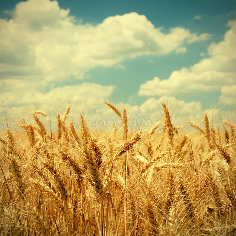 Vintage photo of wheat ears on field. Vintage photo of wheat ears on field