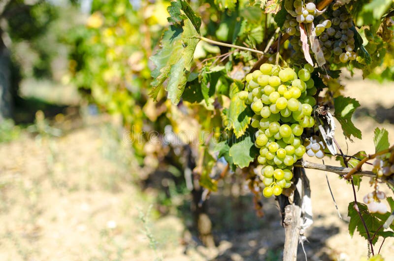 Weinyardtrauben- und -GELBblätter am Fall zur Erntezeit stockfotos Weinyardtrauben- und -GELBblätter am Fall zur Erntezeit stockfotos