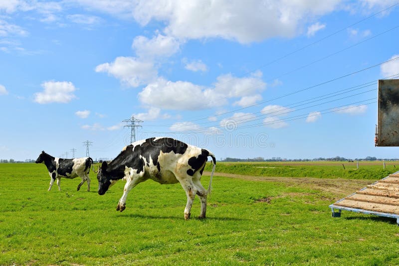 Weird Cow Run And Jump In Field After Livestock Transport To Field ...