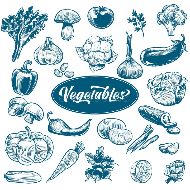 Weissen Sie Zeichnung Gemüse. verschiedene Weinlesehandgezogenes Gemüse mit Karottenbrokkoli-Auberginenkohl des Textes ökologisch