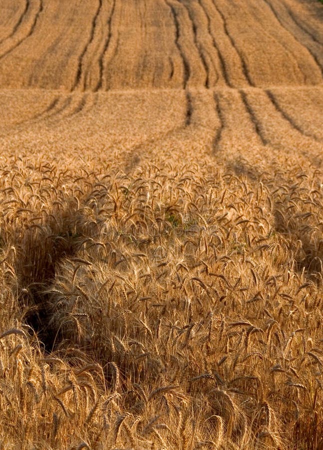 Download Weizen stockbild. Bild von landwirtschaft, golden, sommer - 28853