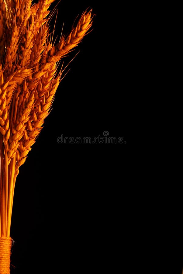 Weizen stockbild