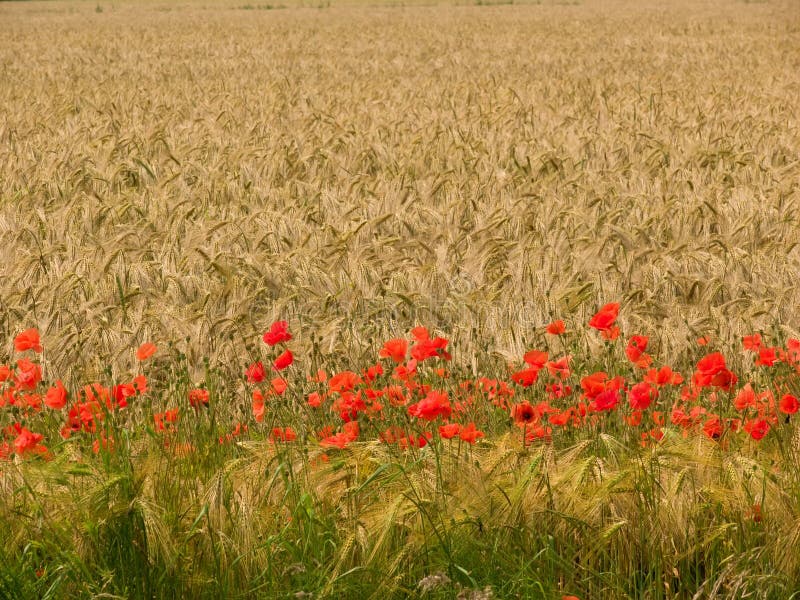 Weizen-Feld mit Mohnblumen 2 lizenzfreies stockbild Weizen-Feld mit Mohnblumen 2 lizenzfreies stockbild