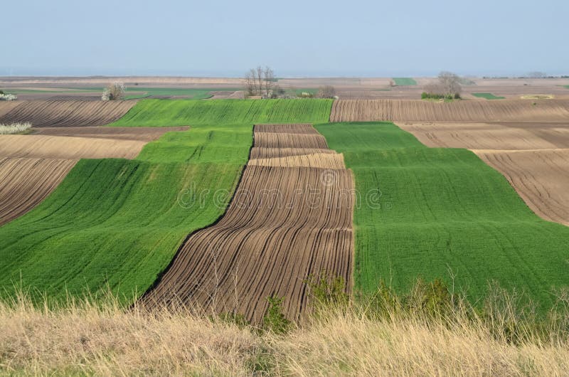 Wheat fields in early spring, northern Serbia. Wheat fields in early spring, northern Serbia.