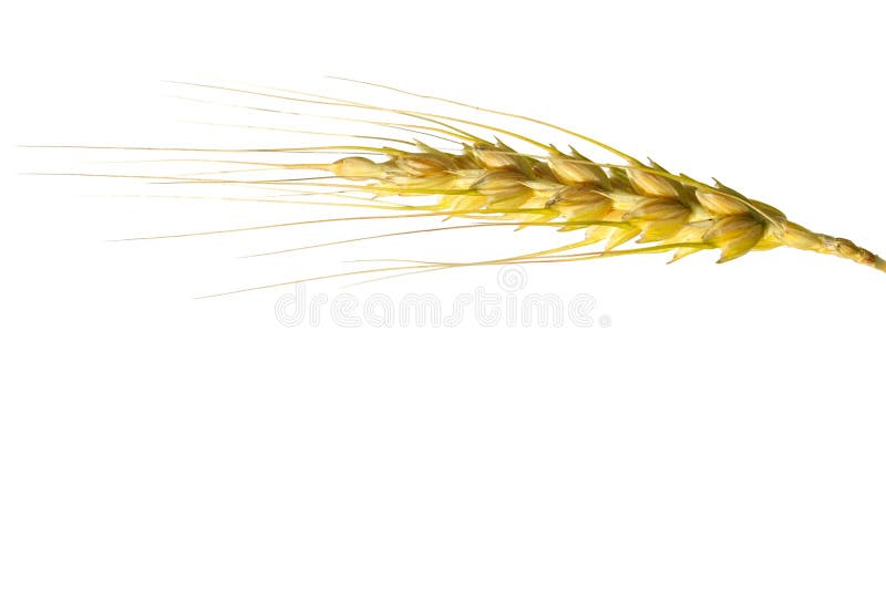 Wheat isolated on white.Golden wheat. Wheat isolated on white.Golden wheat.