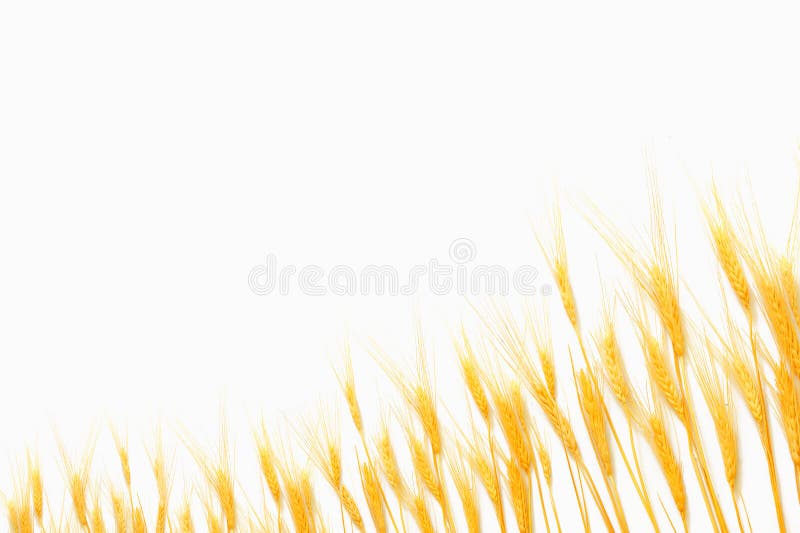 Wheat isolated on white background in studio. Wheat isolated on white background in studio