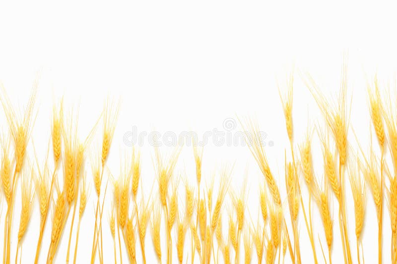 Wheat isolated on white background in studio. Wheat isolated on white background in studio