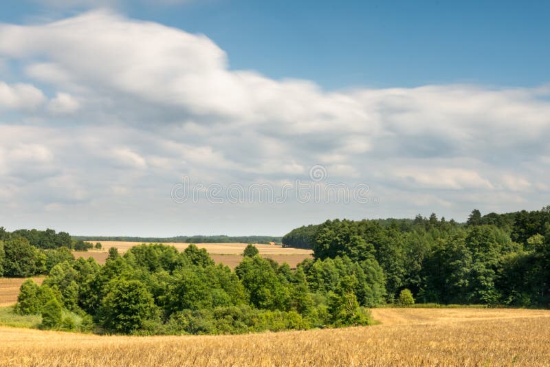 Weizenanbau unter Bäumen Sich schnell bewegende Wolken im Hintergrund stockfotografie Weizenanbau unter Bäumen Sich schnell bewegende Wolken im Hintergrund stockfotografie