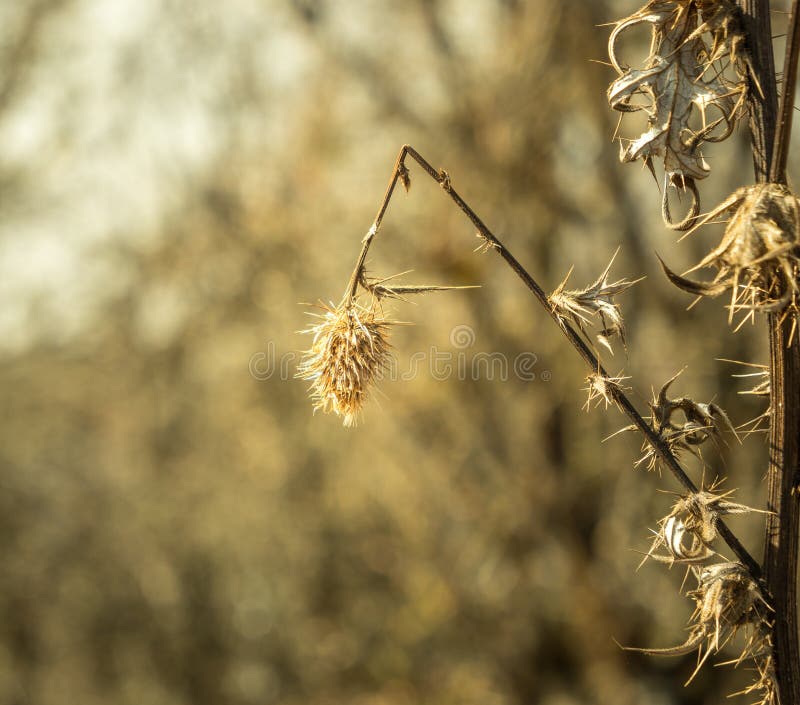 Weizenbetriebsnahaufnahme lizenzfreie stockfotografie Weizenbetriebsnahaufnahme lizenzfreie stockfotografie