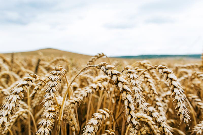 Weizenernte Felder des reifen Weizen Landwirtschaftliche Industrie