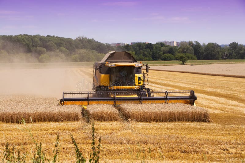 Combine harvester machine harvesting ripe wheat crops. Harvest of wheat field at countryside. Heavy agricultural machinery during the summer harvest. Combine harvester machine harvesting ripe wheat crops. Harvest of wheat field at countryside. Heavy agricultural machinery during the summer harvest.