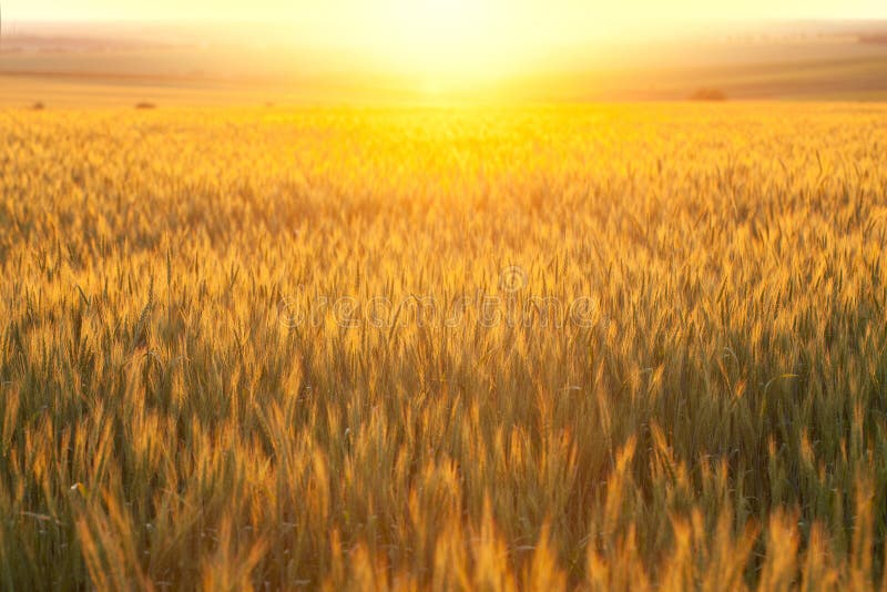 Wheat field at sunset hot summer day. Wheat field at sunset hot summer day