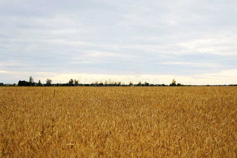 Weizenfeld Goldweizen nahe Schöne Landschaft bei Sonnenuntergang Bio-Produkte Gesunde Lebensmittel lizenzfreie stockfotografie Weizenfeld Goldweizen nahe Schöne Landschaft bei Sonnenuntergang Bio-Produkte Gesunde Lebensmittel lizenzfreie stockfotografie