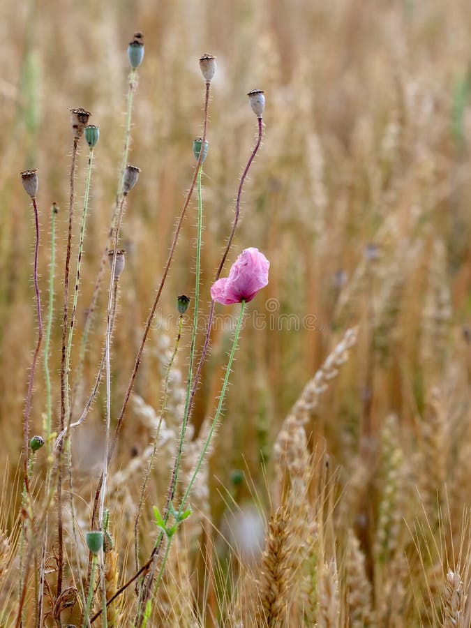 Weizenfeld mit Mohnblumen lizenzfreie stockfotos Weizenfeld mit Mohnblumen lizenzfreie stockfotos