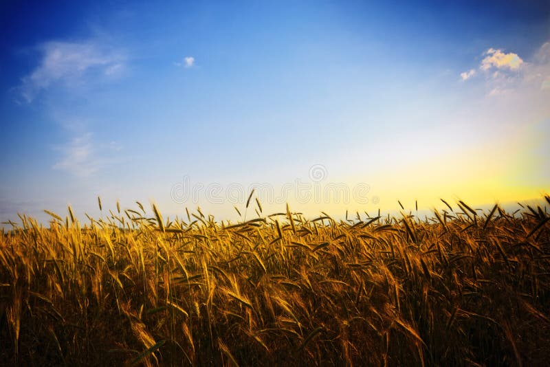 Wheat field at golden sunset. Wheat field at golden sunset